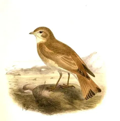 File:Ammomanes cinctura Gould.jpg