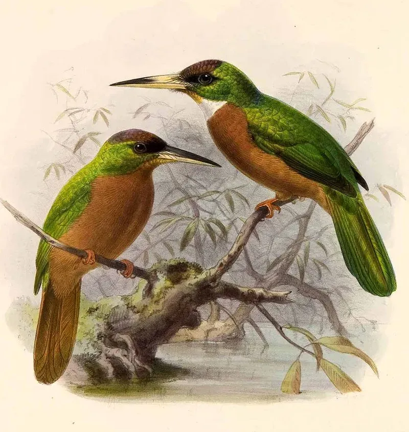 File:Galbula albirostris Keulemans.jpg