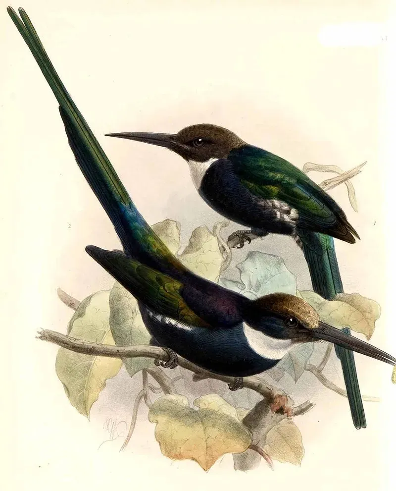 File:Galbula dea Keulemans.jpg