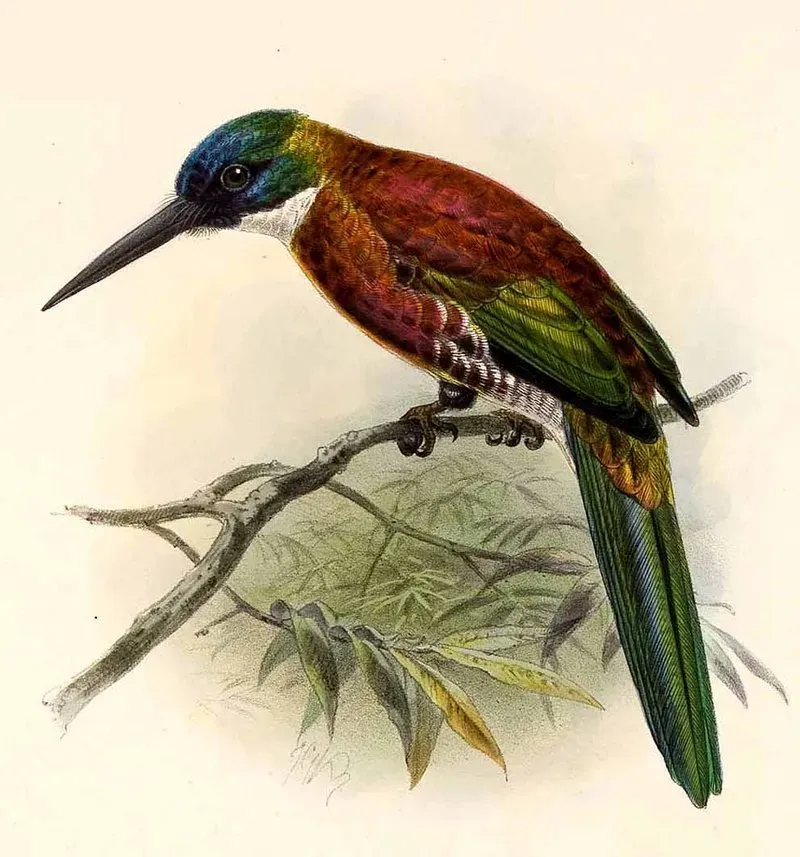 File:Galbula chalcothorax Keulemans.jpg