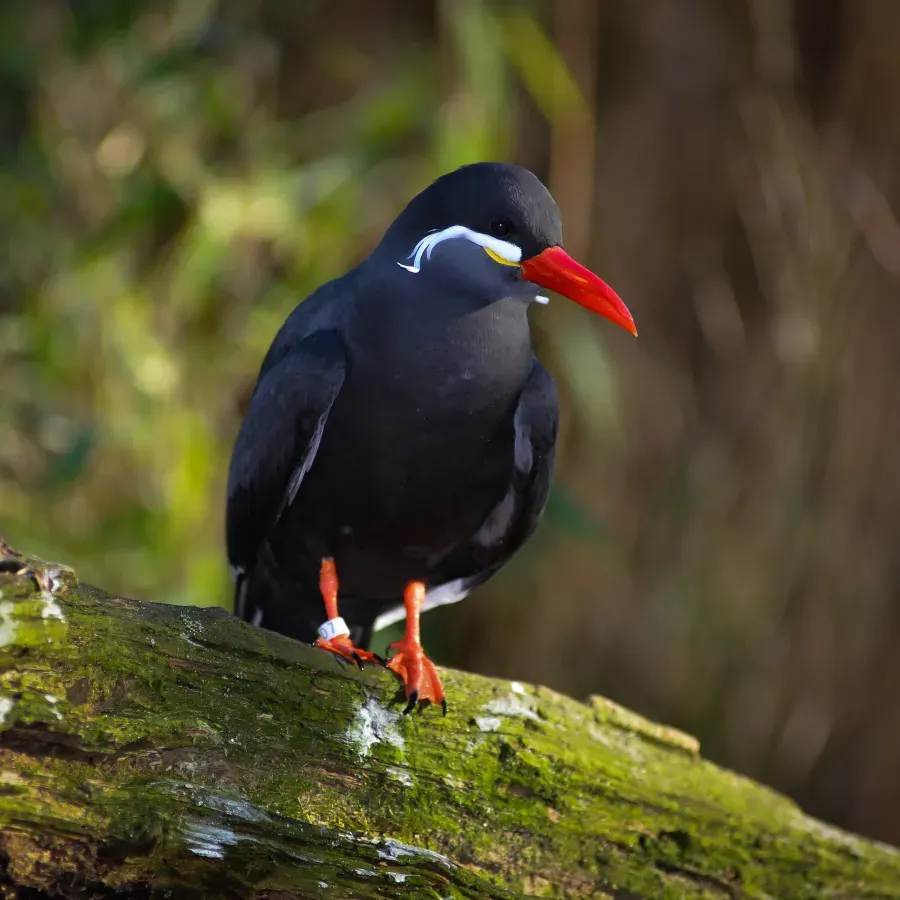 File:Larosterna inca (Inca Tern - Inkaseeschwalbe) Weltvogelpark Walsrode 2012-001.jpg