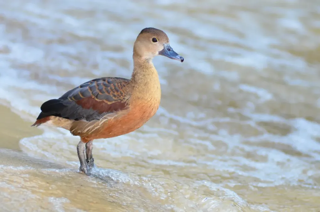 File:Dendrocygna javanica (Lesser Whistling Duck - Zwergpfeifgans) Weltvogelpark Walsrode 2012-009.jpg