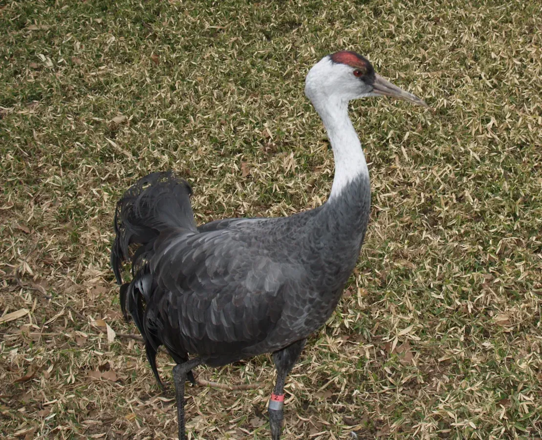 File:Grus monacha Phila Zoo.jpg