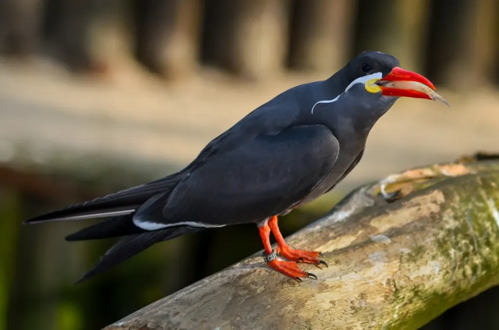 File:Larosterna inca (Inca Tern - Inkaseeschwalbe) Weltvogelpark Walsrode 2012-010.jpg