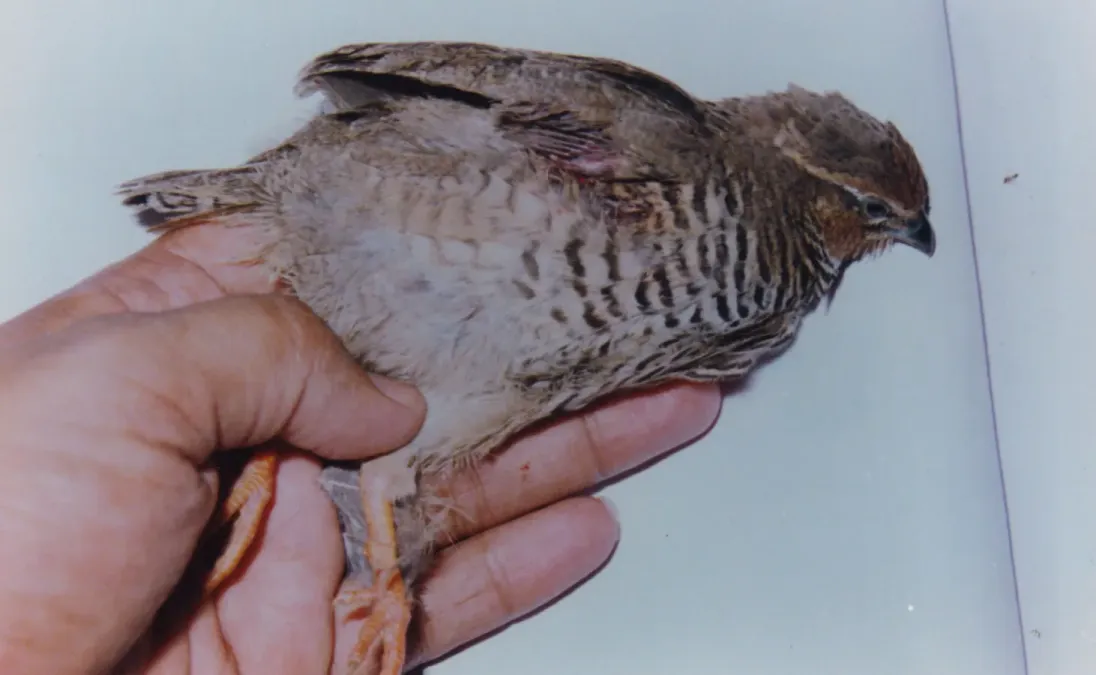 File:Jungle Bush Quail Perdicula asiatica Male Amravati (2).jpg