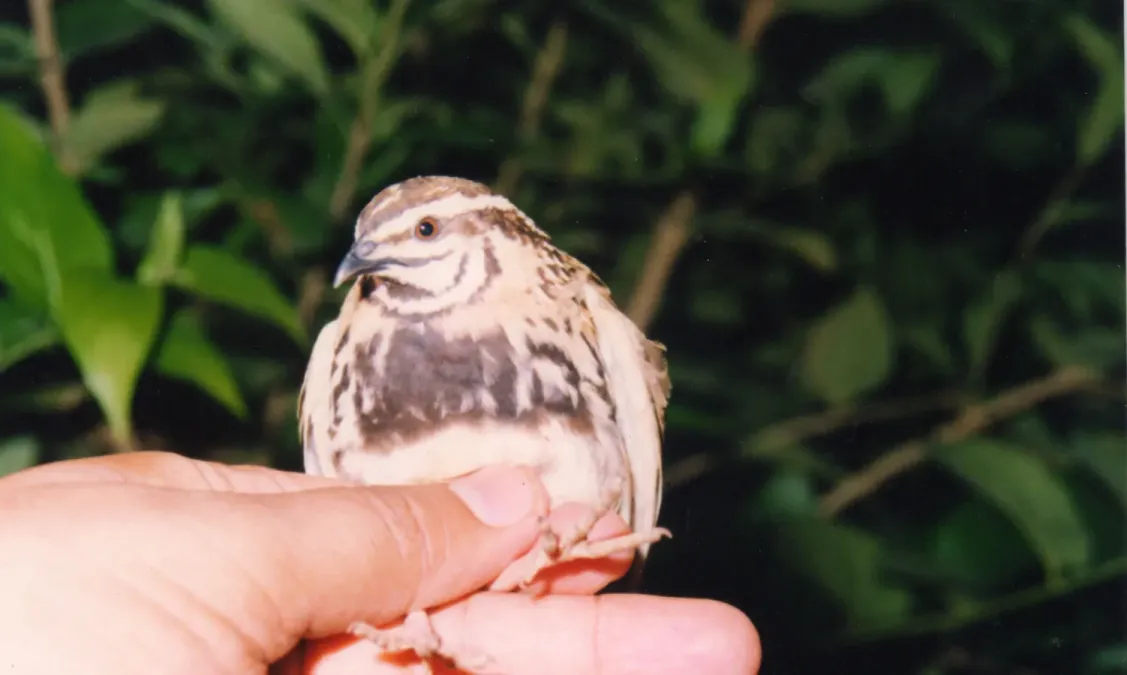 File:Rain Quail Coturnix coromandelica Male Amravati (8).jpg