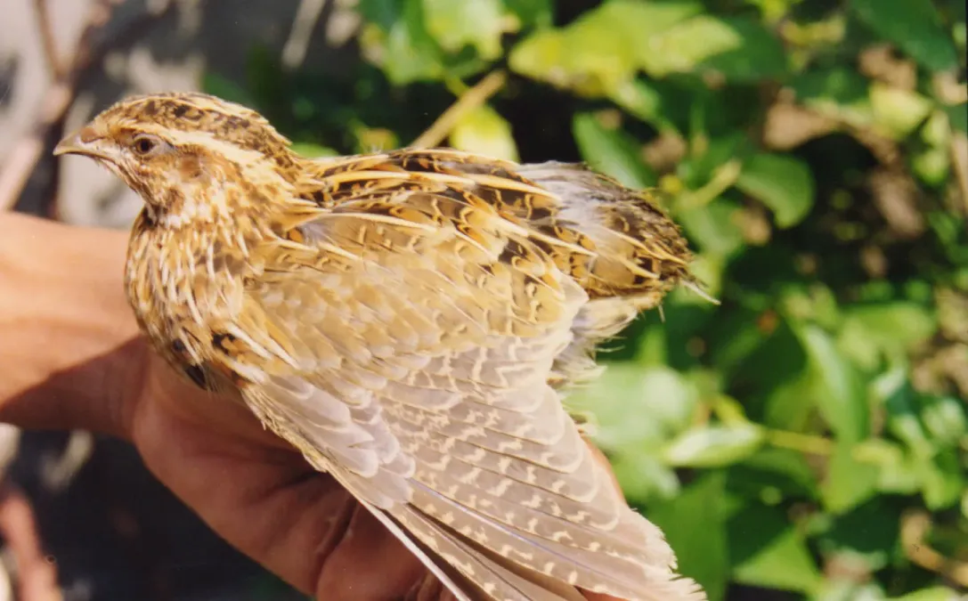 File:Rain Quail Coturnix coromandelica Male Amravati (10).jpg