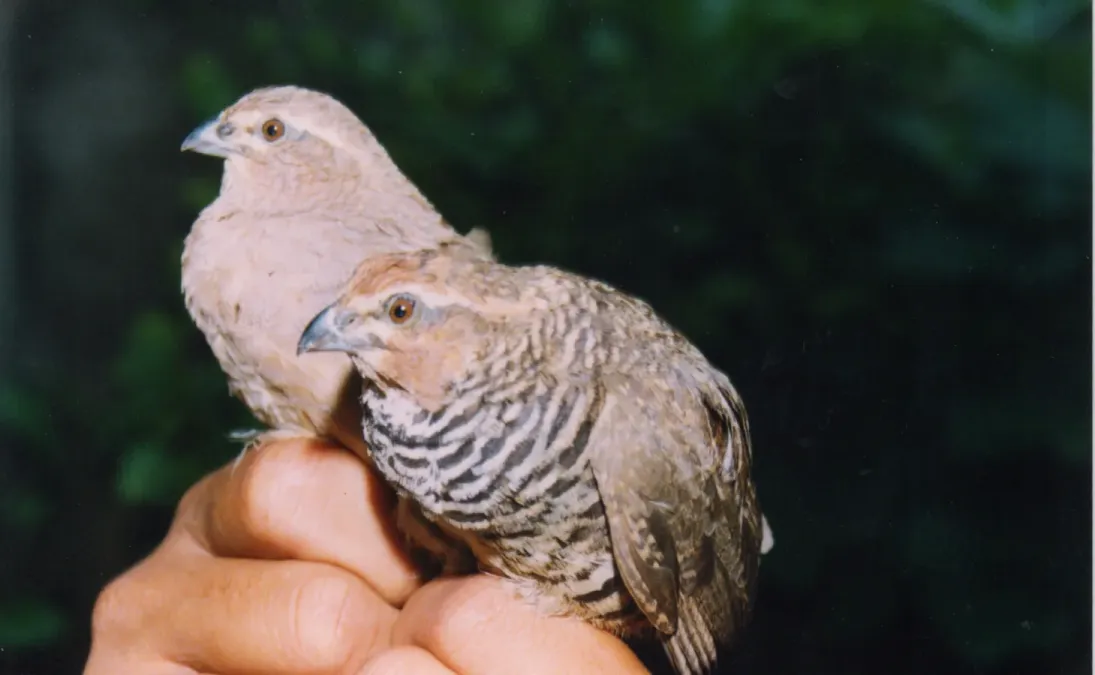 File:Rock Bush Quail Perdicula argoondah Amravati 6.jpg