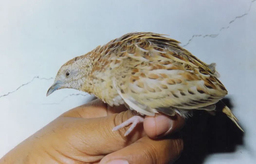 File:Small Buttonquail Turnix sylvaticus Amravati (1). Maharashtra, India.jpg