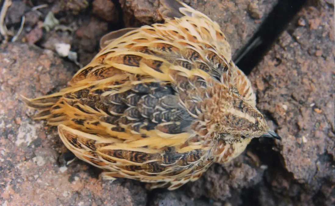 File:Small Buttonquail Turnix sylvaticus Amravati (2). Maharashtra, India.jpg