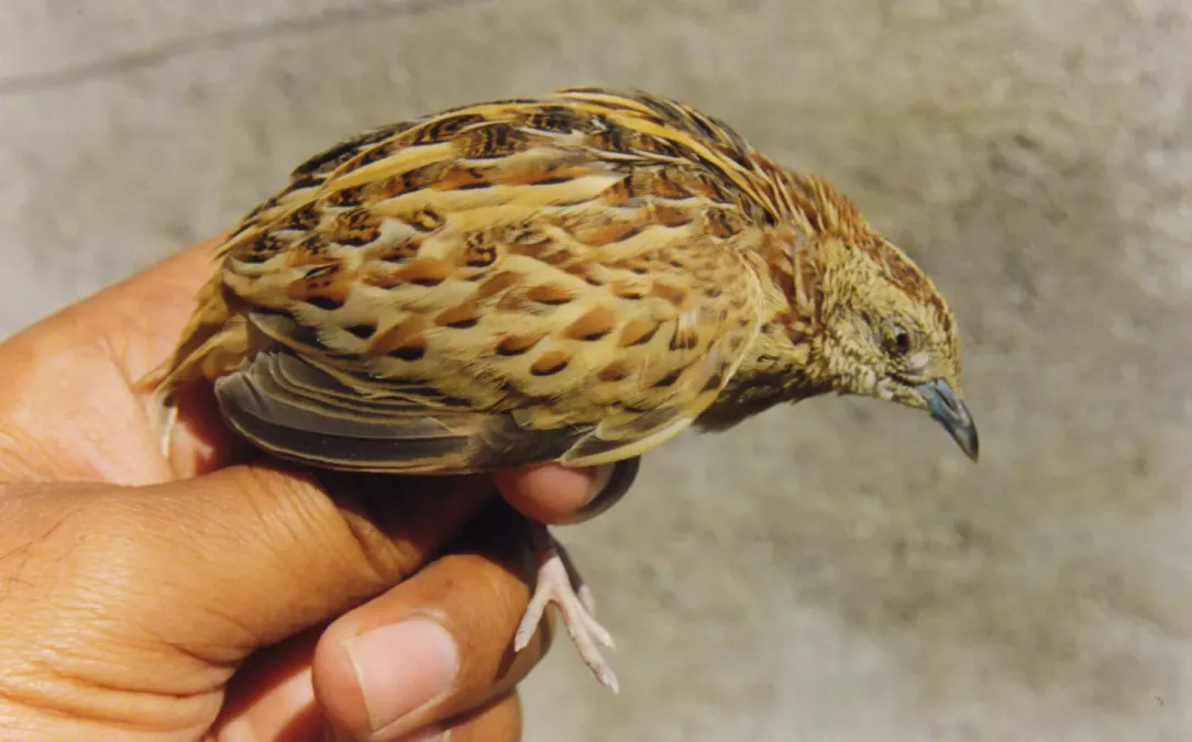 File:Small Buttonquail Turnix sylvaticus Amravati (3). Maharashtra, India.jpg