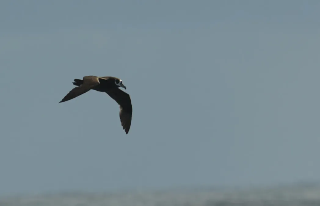File:Procellaria conspicillata - flying.jpg
