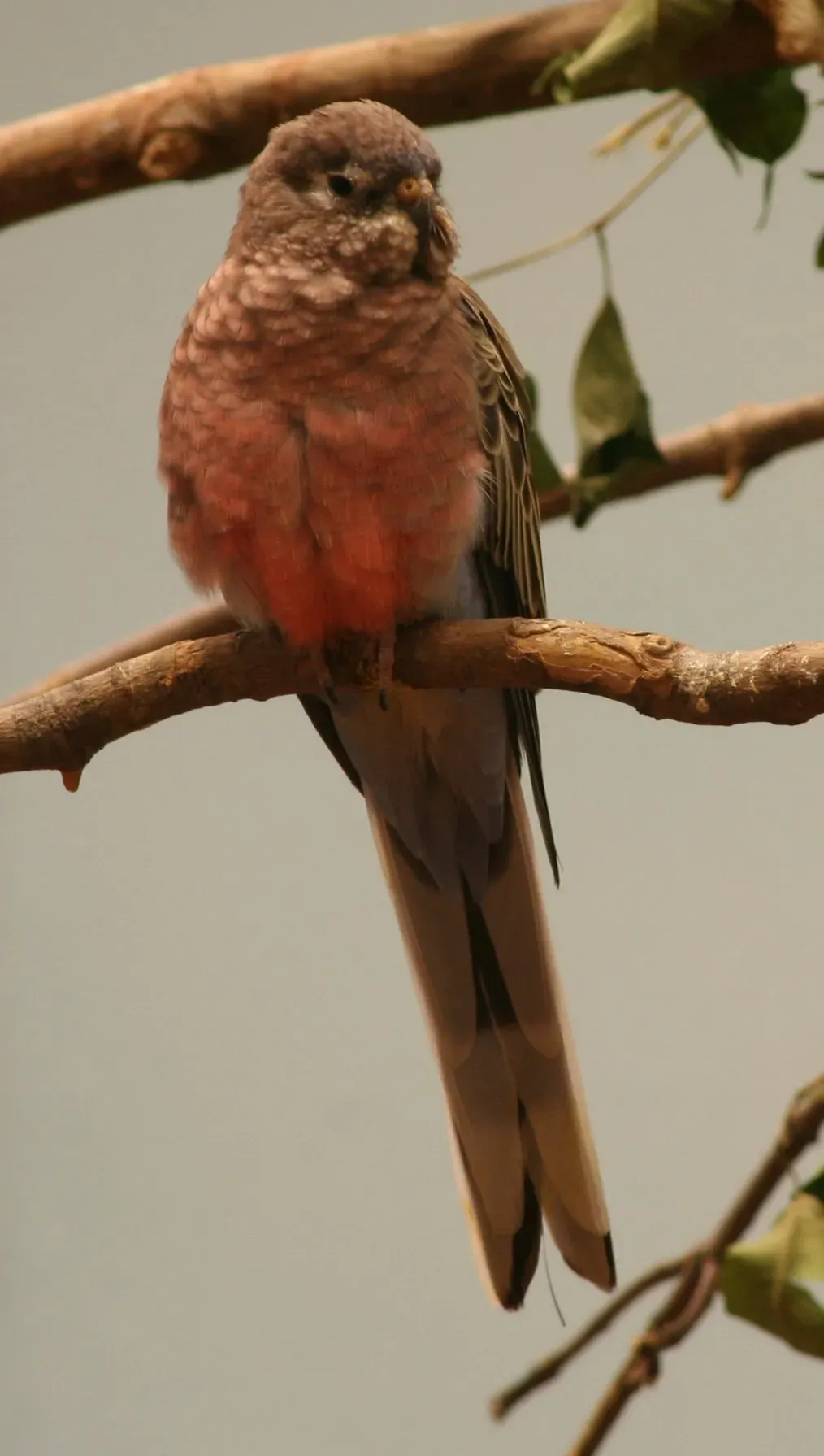 File:Neopsephotus bourkii - Buffalo Zoo.jpg