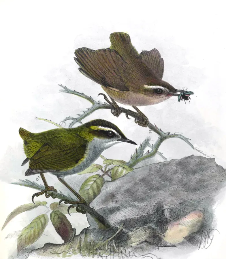 File:Xenicus longipes Keulemans.jpg