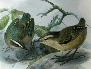 File:Xenicus gilviventris Keulemans.jpg