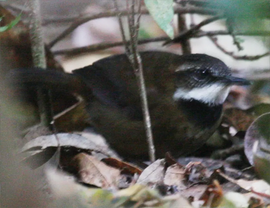 File:Oreoscopus gutturalis crop.jpg