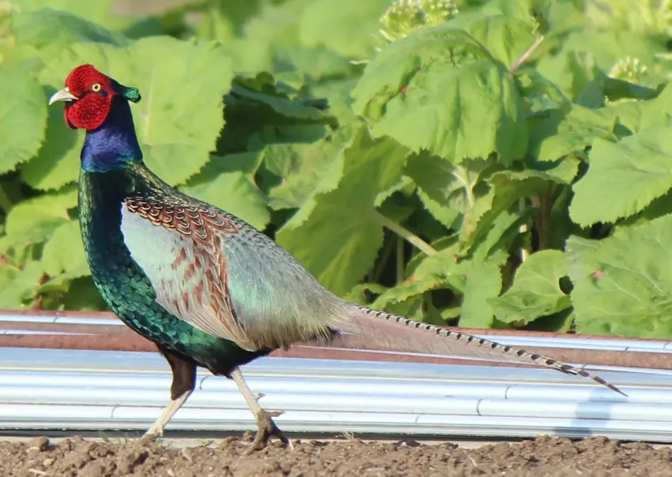 File:Phasianus versicolor in field.JPG