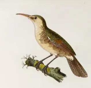File:Acrocephalus luscinius crop.jpg