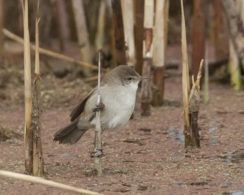 File:Lesser swamp warbler (Acrocephalus gracilirostris), Marievale, 1.jpg