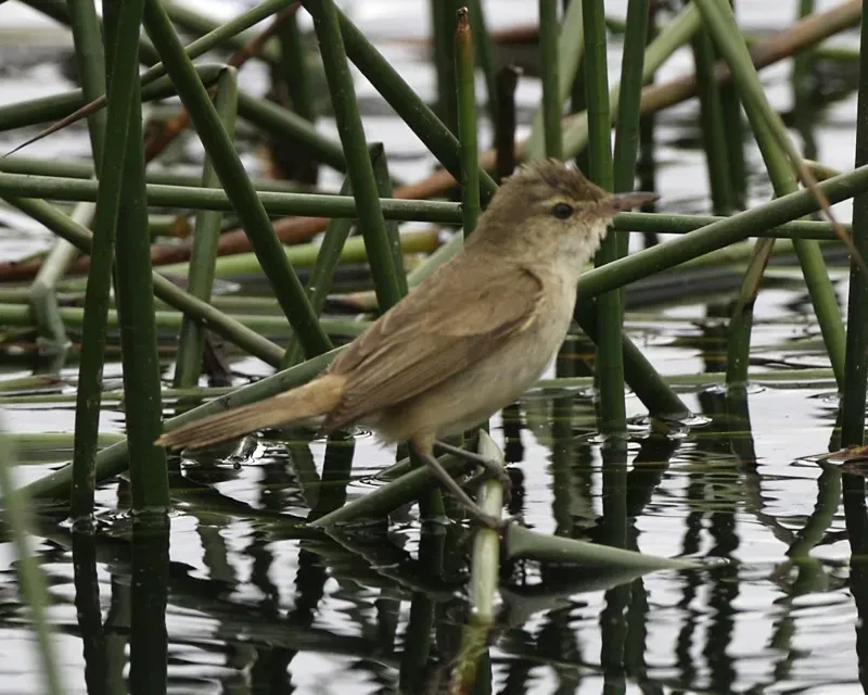 File:Australian Reed-Warbler (Acrocephalus australis) 2.jpg