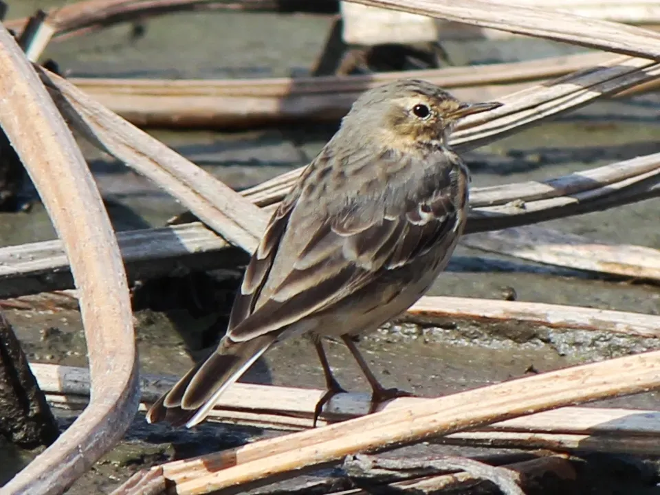 File:Anthus spinoletta japonicus.JPG