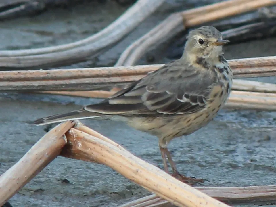 File:Anthus spinoletta ijaponicus 2.JPG
