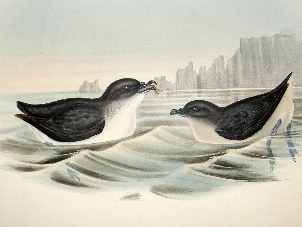 File:Pelecanoides urinatrix Gould.jpg