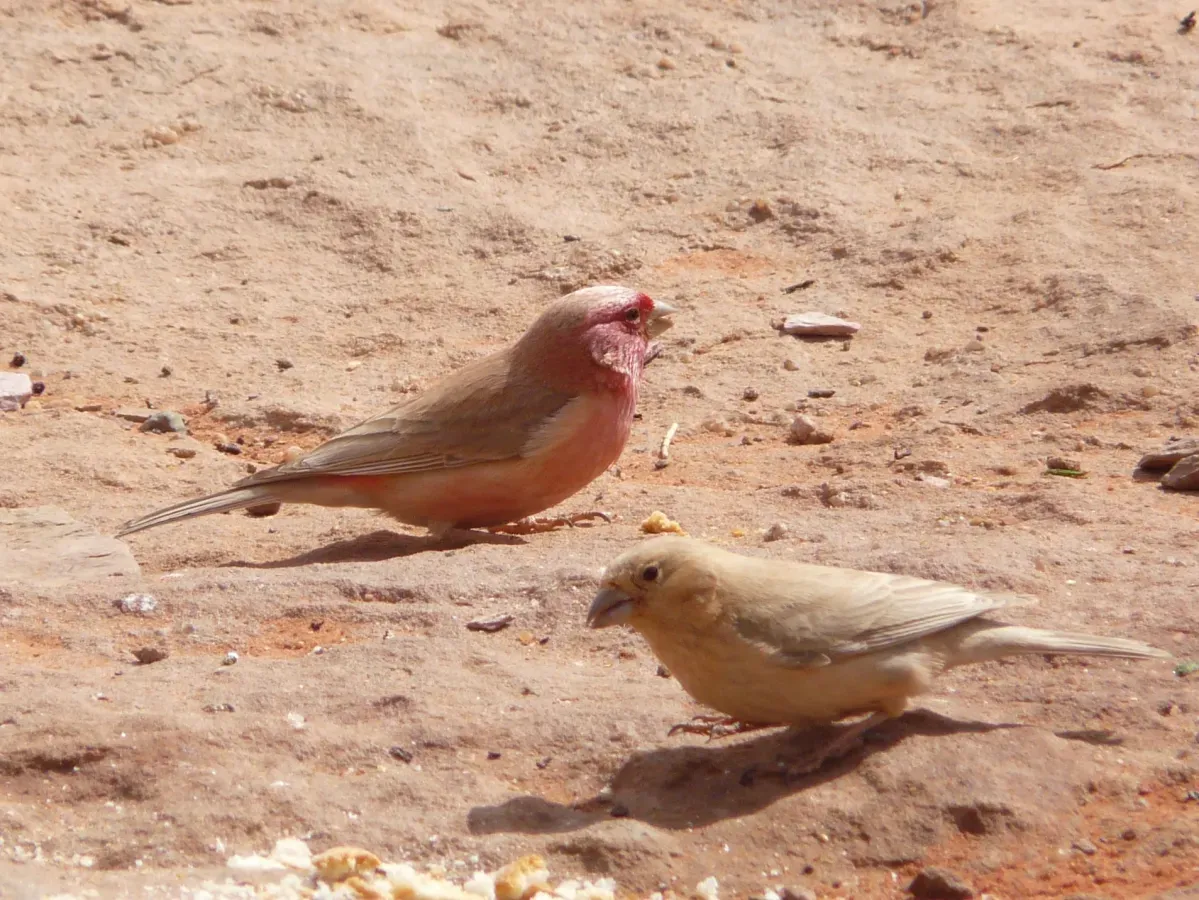 File:Carpodacus synoicus -Jordan -pair-8.jpg