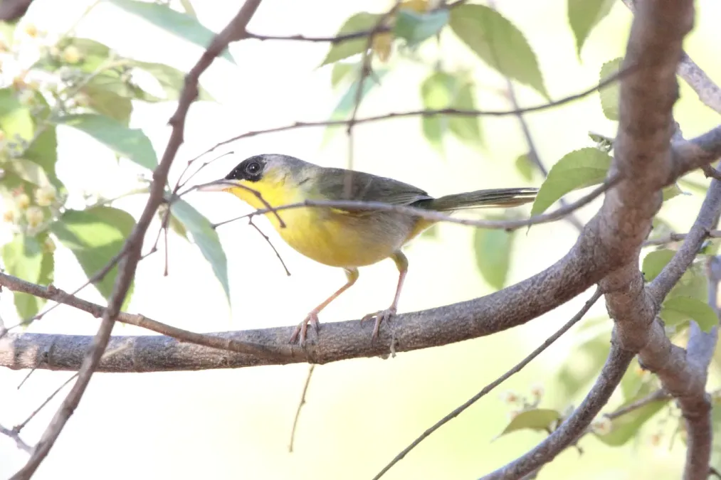 File:Gray-Crowned Yellowthroat (Geothlypis poliocephala).jpg