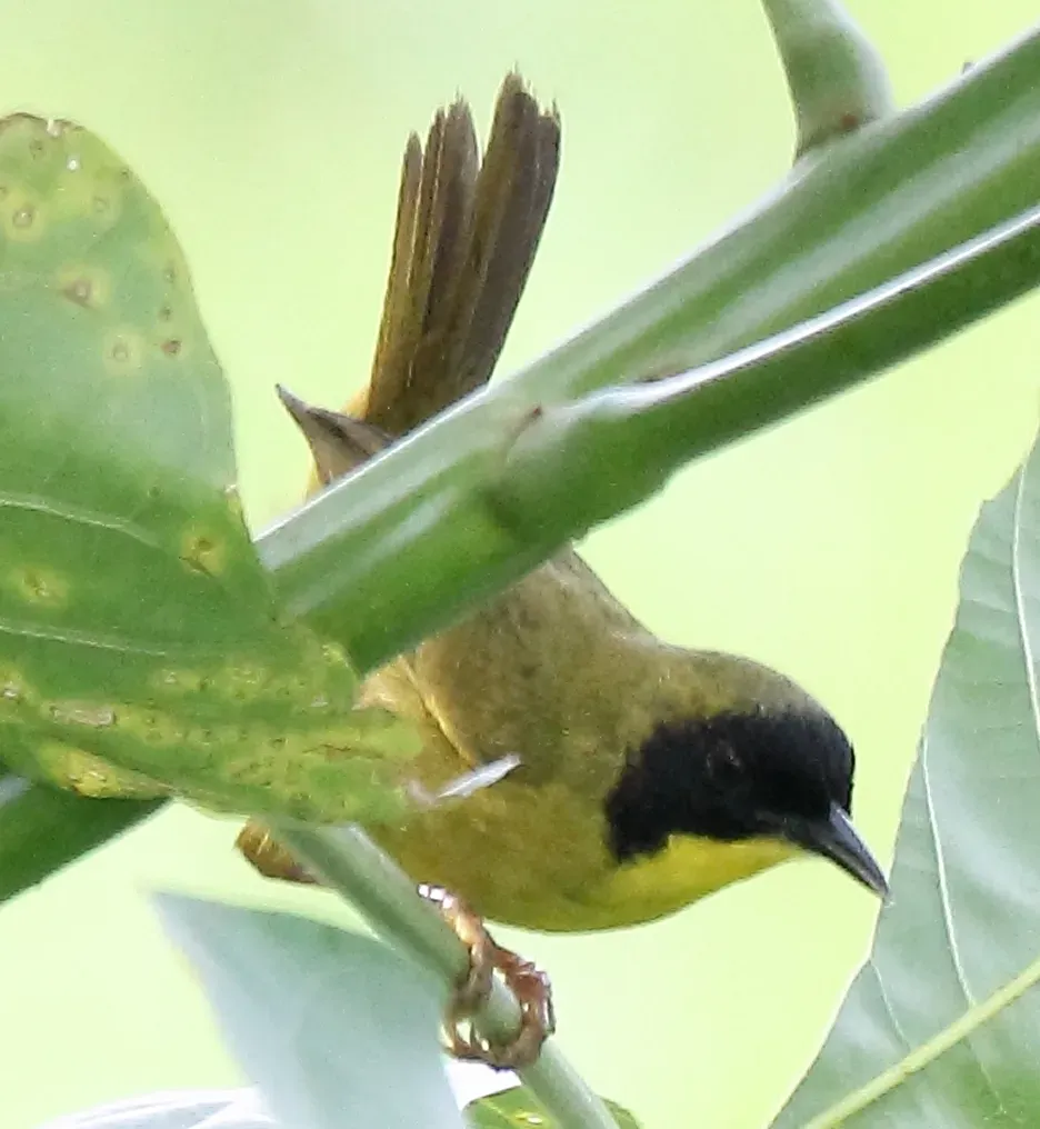 File:Olive-crowned Yellowthroat (Geothlypis semiflava) drop.jpg