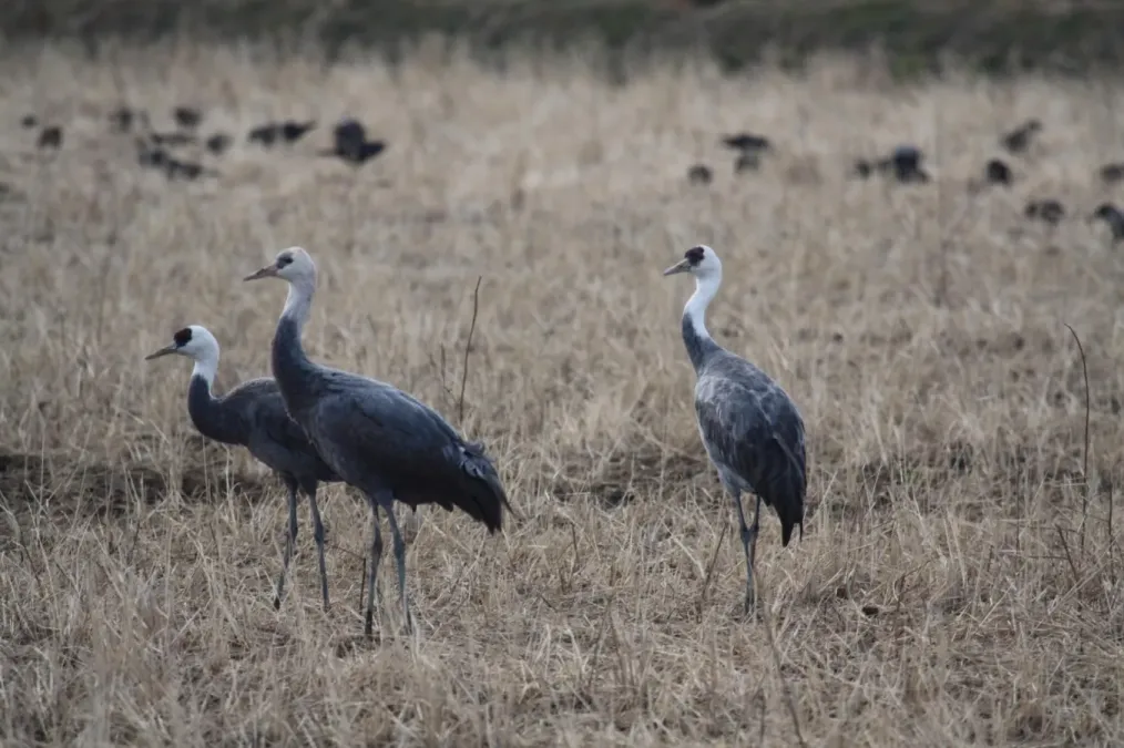 File:Grus monacha -Kyushu, Japan -three-8.jpg