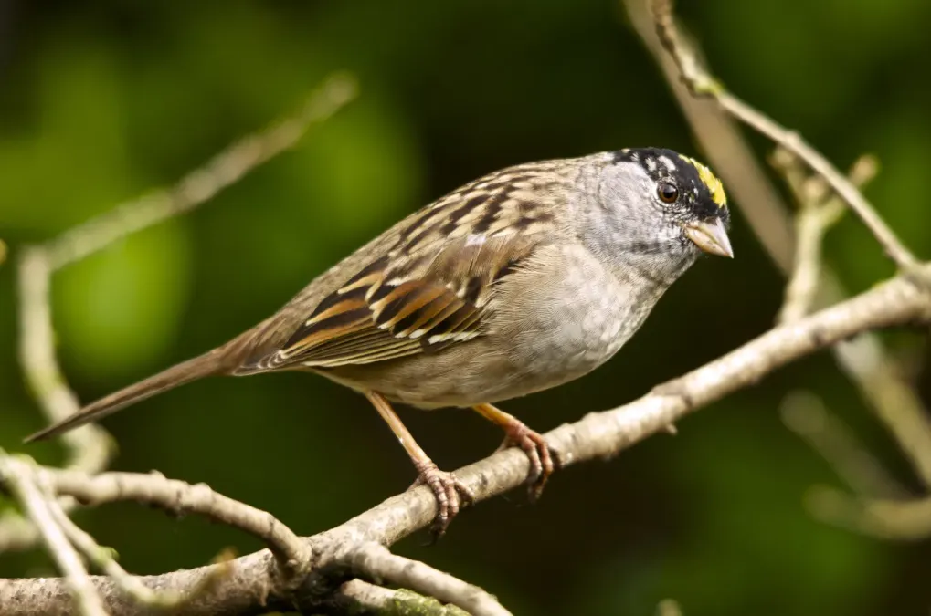File:Zonotrichia atricapilla -British Columbia, Canada-8.jpg