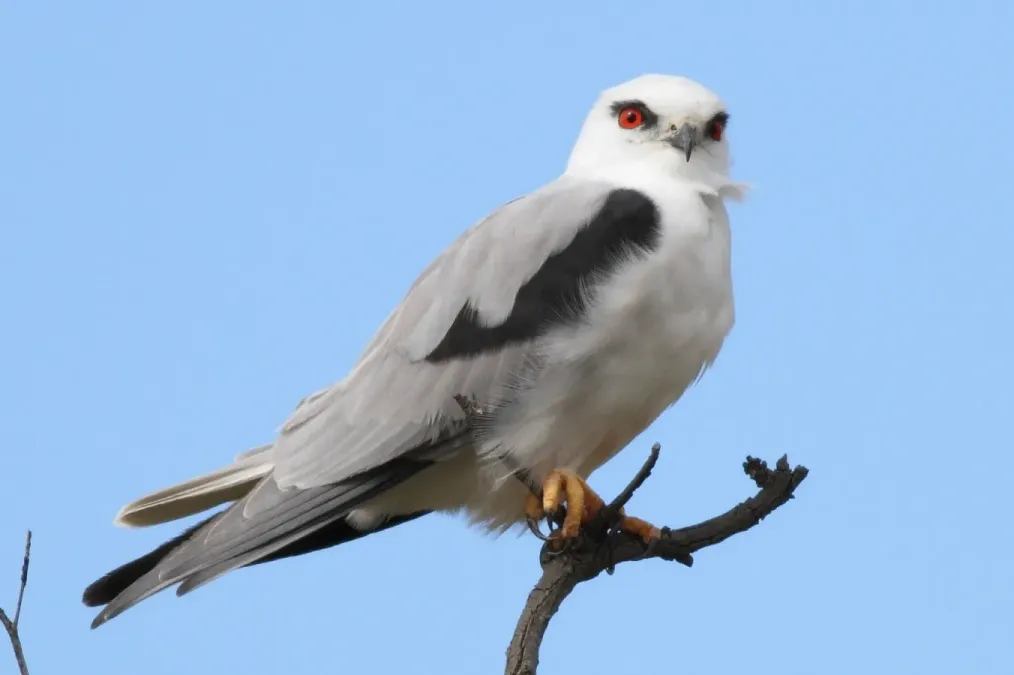File:Elanus axillaris -Royal Botanic Gardens, Cranbourne, Melbourne, Victoria, Australia-8.jpg