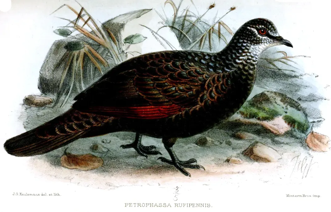 File:PetrophassaRufipennisKeulemans.jpg