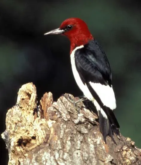File:Melanerpes erythrocephalus FWS.jpg