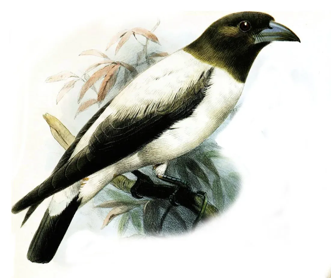 File:ArtamusMonachusSmit.jpg