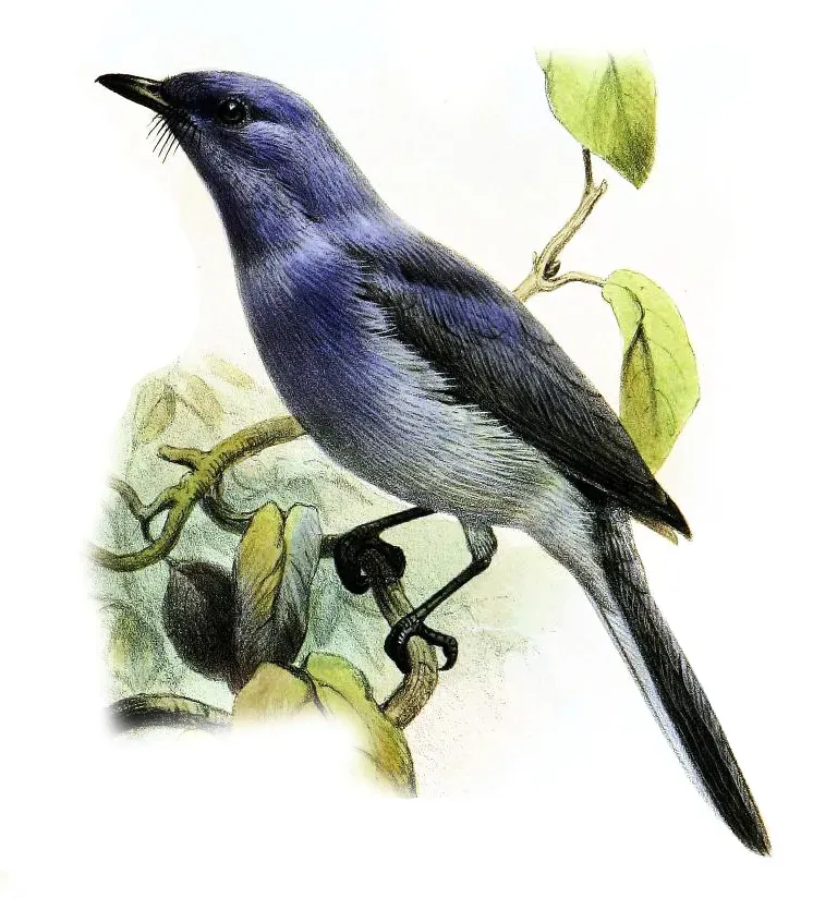 File:Hypothymis puella Smit.jpg