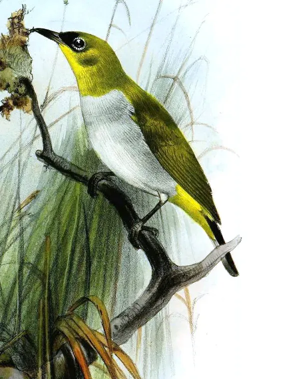 File:Zosterops atrifrons Smit.jpg