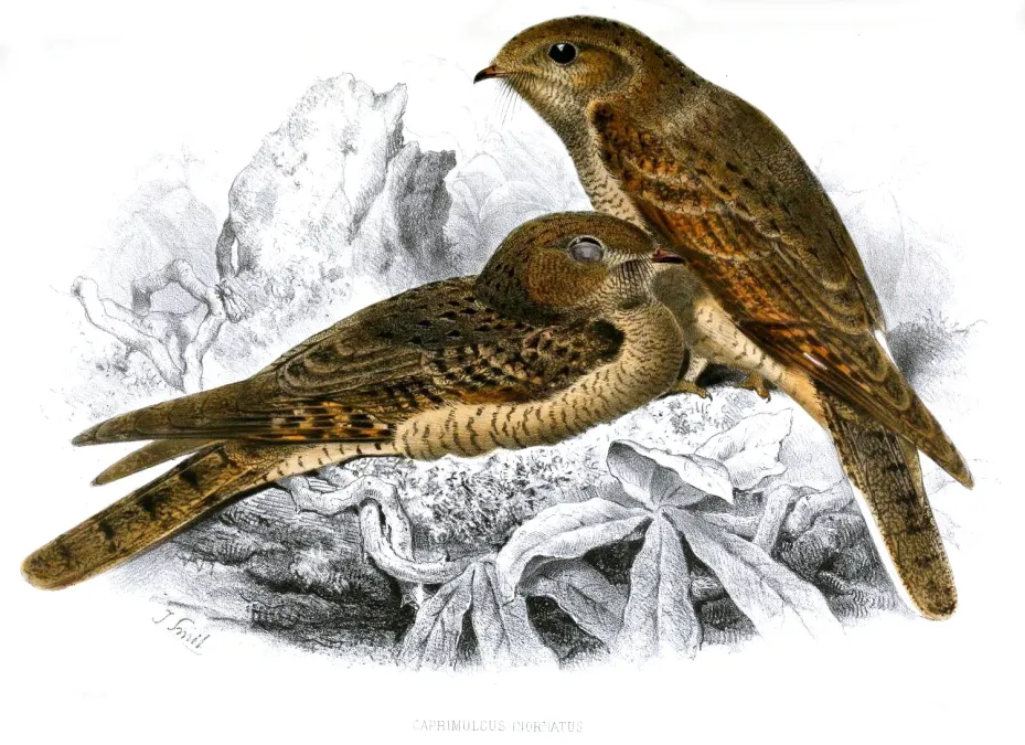 File:Caprimulgus inornatus Smit.jpg