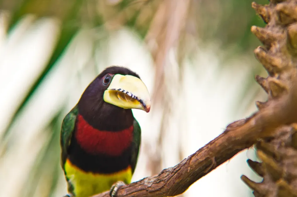 File:Pteroglossus azara -Philadelphia Zoo, Pennsylvania, USA-8a (1).jpg