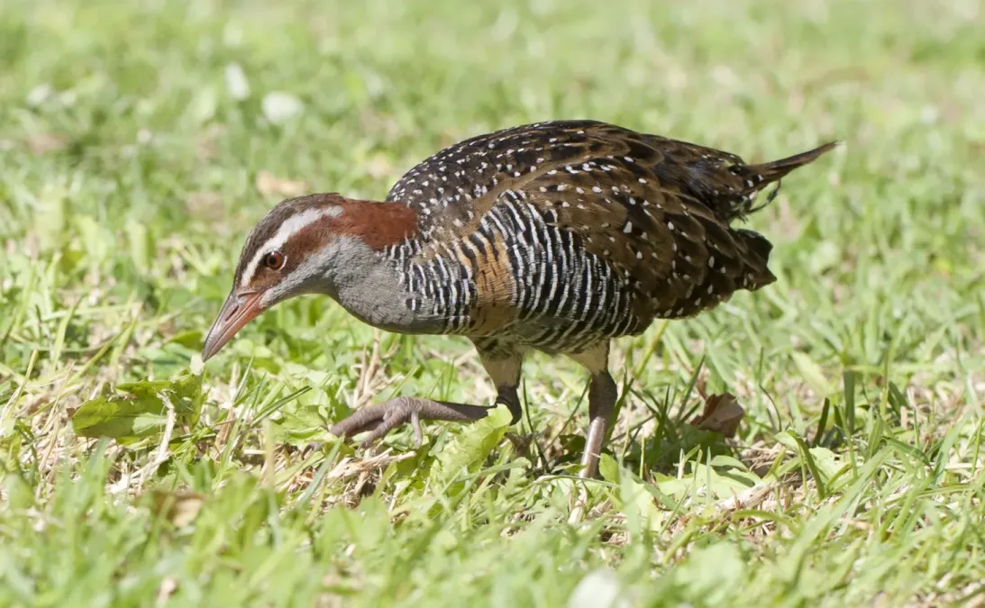 File:Gallirallus philippensis Lord Howe Island 1.jpg