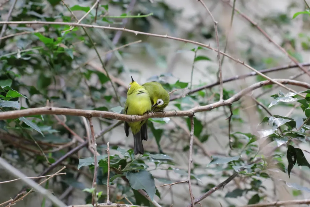 File:Zosterops poliogastrus kikuyuensis - Tiergarten Schönbrunn.jpg