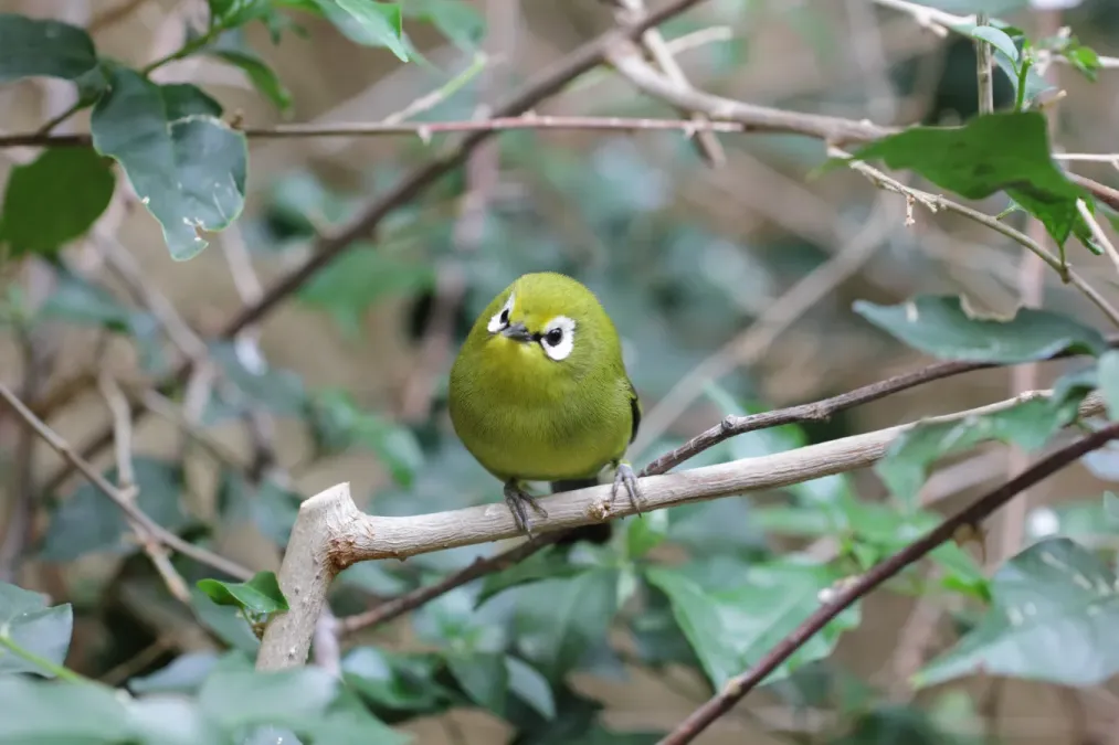 File:Zosterops poliogastrus kikuyuensis - Tiergarten Schönbrunn 2.jpg