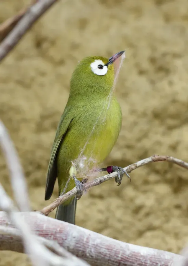 File:Zosterops poliogastrus kikuyuensis - Tiergarten Schönbrunn 4.jpg