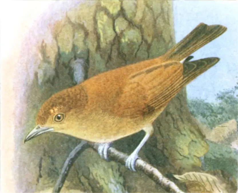 File:Hypocryptadius cinnamomeus Goodchild.jpg