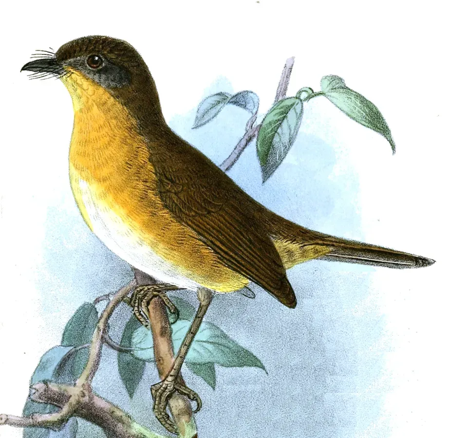File:Sheppardia cyornithopsis Keulemans.jpg