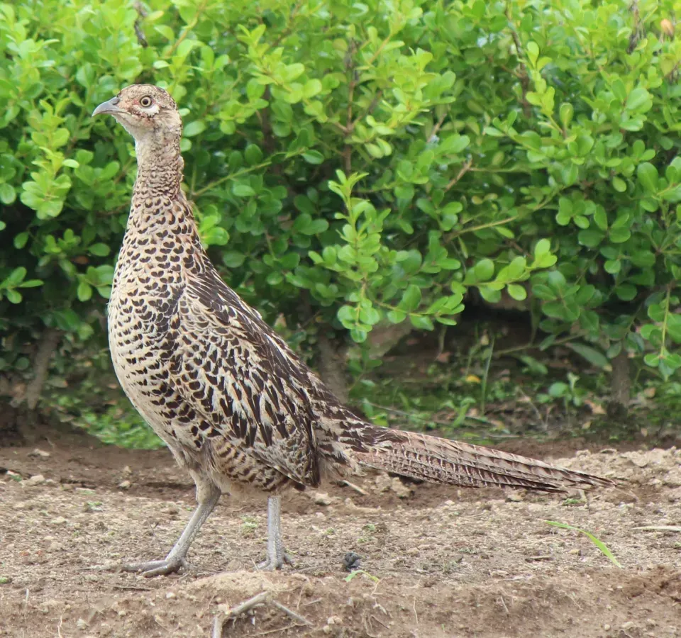 File:Phasianus versicolor female.JPG