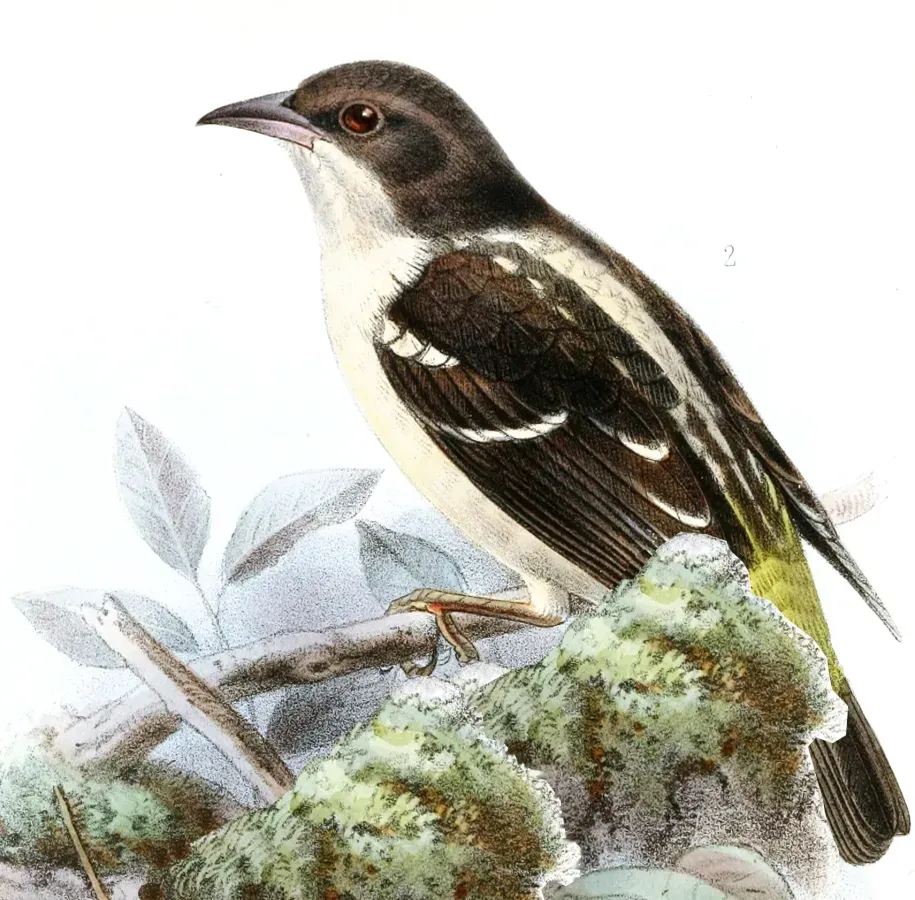 File:Ploceus angolensis Keulemans.jpg