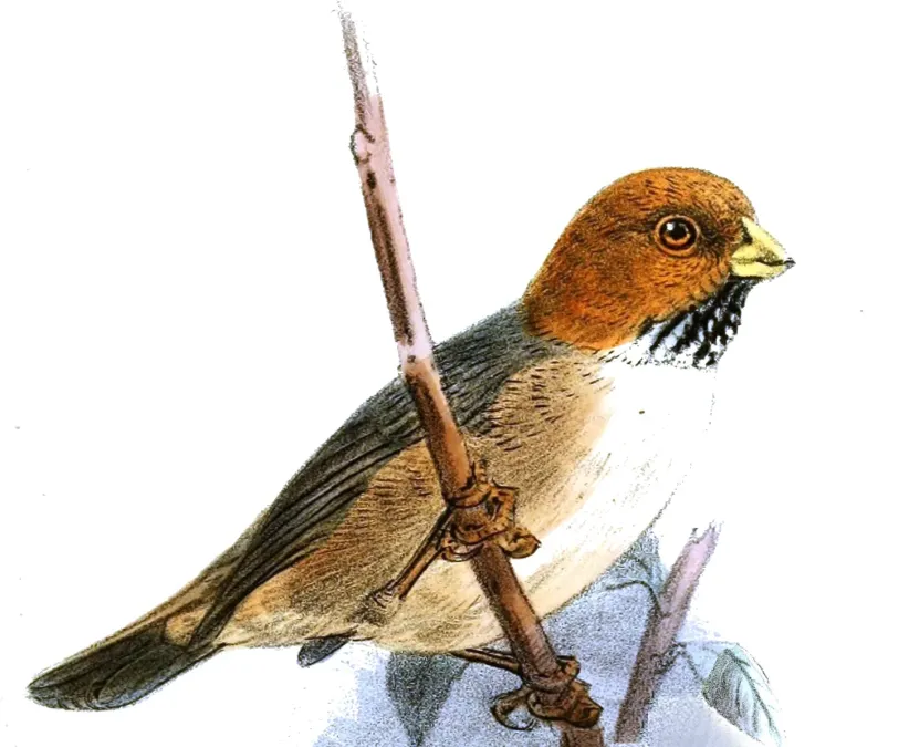 File:Neosuthora davidiana Keulemans.jpg