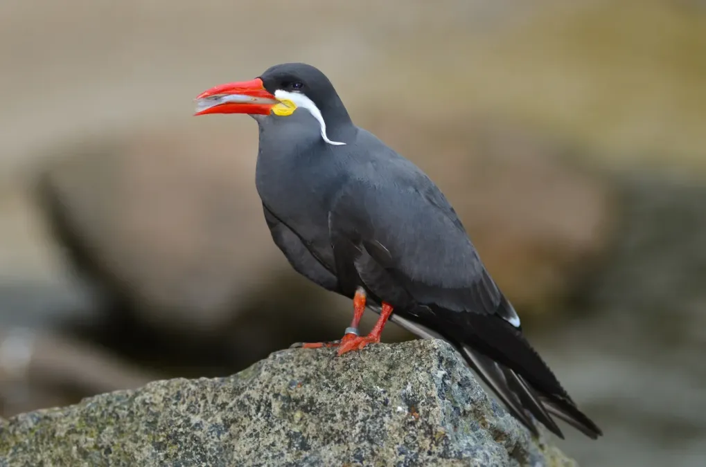 File:Larosterna inca (Inca Tern - Inkaseeschwalbe) Weltvogelpark Walsrode 2012-015.jpg